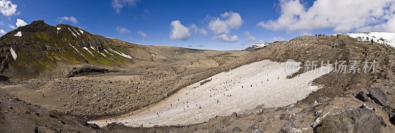 帽带企鹅，南极Pygoscelis antarctic，贝利头，欺骗岛，南极洲，